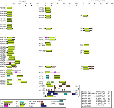 Plant Cyclophilins: Multifaceted Proteins With Versatile Roles